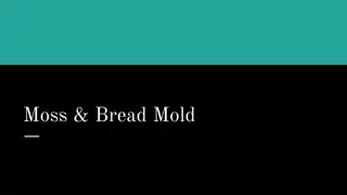 Relationship Between Bread Mold and Moss