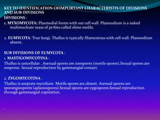Key Characteristics of Fungal Divisions and Subdivisions