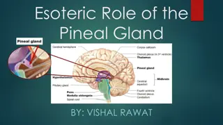 The Pineal Gland: Key Role in Consciousness Manifestation