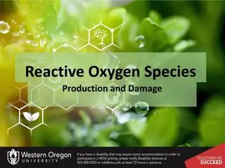 Producing Oxygen and Testing Concentration