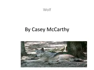 Wolf By Casey McCarthy
