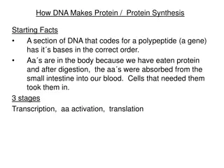 DNA to Protein Synthesis Process