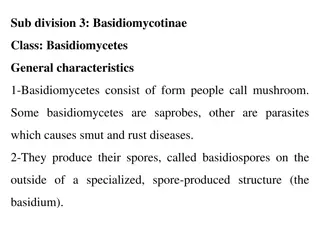 Basidiomycetes: Mushroom Characteristics and Reproduction
