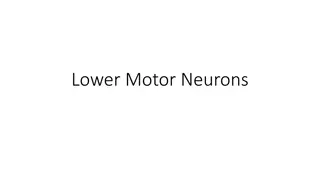 Motor Neurons and Pathway