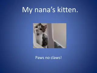 Heartwarming Tale of Mandy, the Barn-born Tabby Kitten!