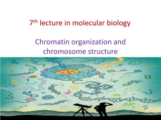 Chromosome Structure and Organization