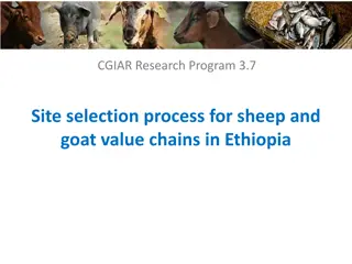 Site Selection Process for Livestock Value Chains in Ethiopia
