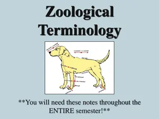 Essential Zoological Terminology for Veterinary Studies