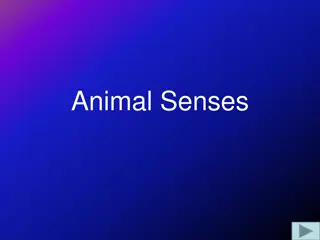 Insights into Animal Senses and Receptors