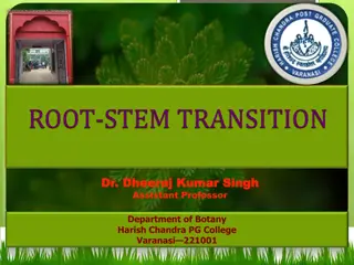 ROOT-STEM TRANSITION