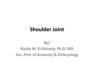 Shoulder Joint