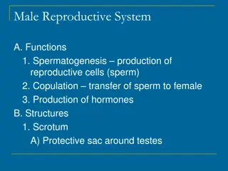 Overview of Male Reproductive System Functions and Structures