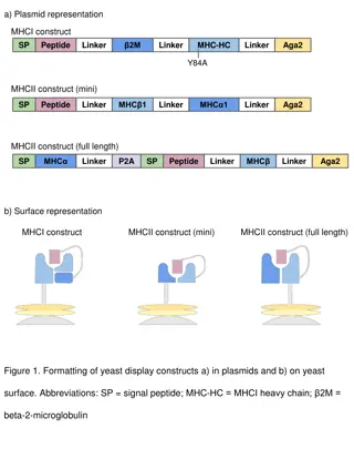 Validating MHC Folding on Yeast: Constructs Representation and Library Creation