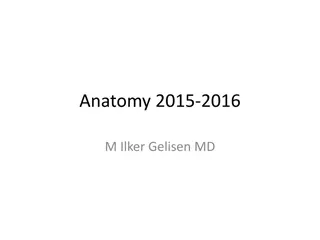 Anatomy 2015-2016: Structure of the Body