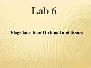 Flagellates Found in Blood and Tissues - Leishmania and Plasmodium