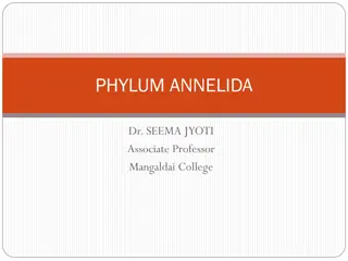 Annelida: Characteristics and Classification
