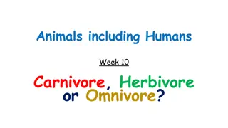 Animals Week 10: Carnivore, Herbivore, or Omnivore?