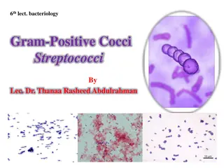6th Lecture on Bacteriology: Gram-Positive Cocci Streptococci