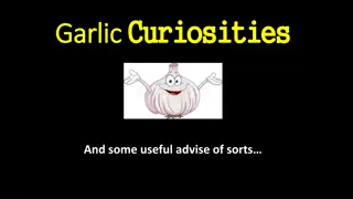 Fascinating Garlic - Origins, Historical Insights, and Growing Tips