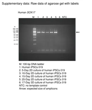 Raw Data of Agarose Gel with Labels