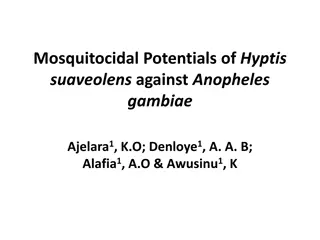 Mosquitocidal Potentials of Hyptis Suaveolens Against Anopheles Gambiae
