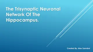 The Trisynaptic Neuronal Network of the Hippocampus