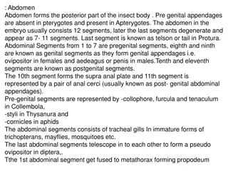Insect Body Anatomy: Abdomen and Antennae Features