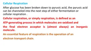Cellular Respiration: Pyruvic Acid Pathway Options