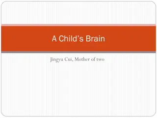 Child Brain Development Process