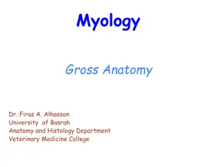 Exploring Myology: Understanding Muscle Functions and Structure