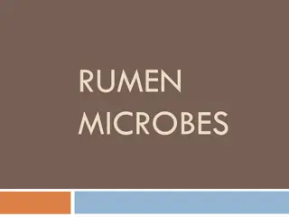 Rumen Microbes: Degradation, Transport, Synthesis
