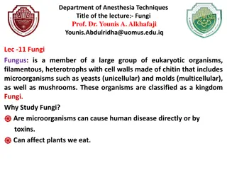 Overview of Fungi Ecology and Importance
