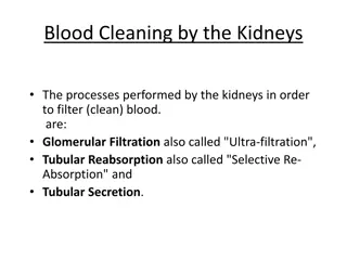 Processes of Blood Cleaning by the Kidneys: Glomerular Filtration and Tubular Reabsorption