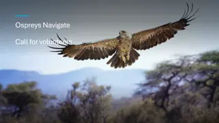 Ospreys Navigate: Call for Volunteers