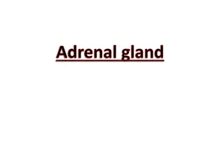 Adrenal gland