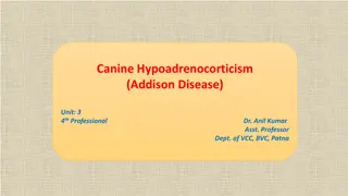 Canine Hypoadrenocorticism