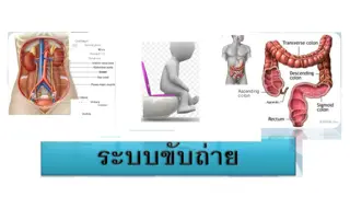 Internal Structure of Kidney and Nephron