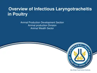 Overview of Infectious Laryngotracheitis in Poultry