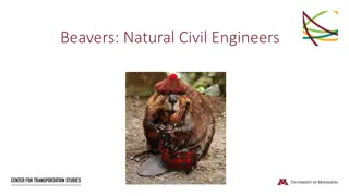 Beavers: Natural Civil Engineers and Environmental Adaptations
