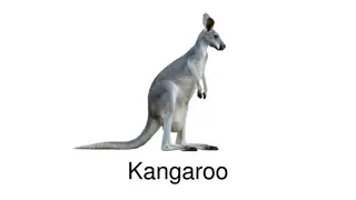 Kangaroo