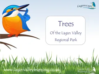 Discovering Trees in Lagan Valley Regional Park