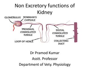 Non-Excretory Functions of Kidney: Structural Insights