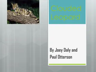 Clouded Leopard by Joey Daly & Paul Otterson