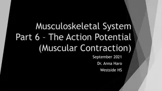 Muscle Contraction and Action Potentials