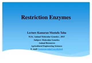 Restriction Enzymes Lecture by Kamaran Mustafa Taha M.Sc., Animal Molecular Genetics
