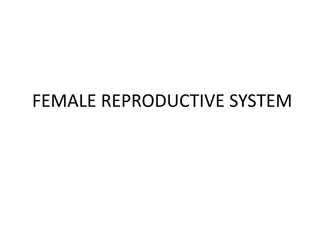 Female Reproductive System Overview: Ovaries to Uterine Tubes