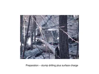 Stump Drilling and Tree Removal Progress