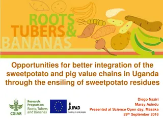 Enhancing Sweetpotato and Pig Value Chains in Uganda