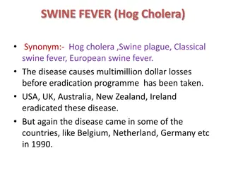 Swine Fever (Hog Cholera) Overview: Causes, Symptoms, and Transmission