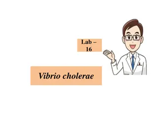 Vibrio Cholerae: Gram-Negative Bacterium Causing Cholera